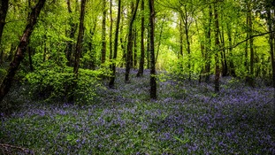 Bluebells