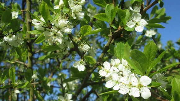 Blossom