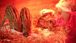 Jo Shirley, a keeper at Whipsnade Zoo in Bedfordshire, alongside three wild boar piglets