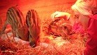 Jo Shirley, a keeper at Whipsnade Zoo in Bedfordshire, alongside three wild boar piglets