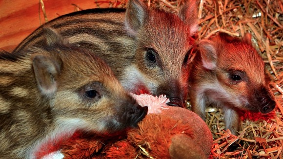 Newborn wild boar piglets,at Whipsnade Zoo in Bedfordshire