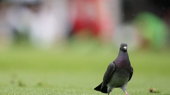 Council may fine pigeon feeders in Northamptonshire