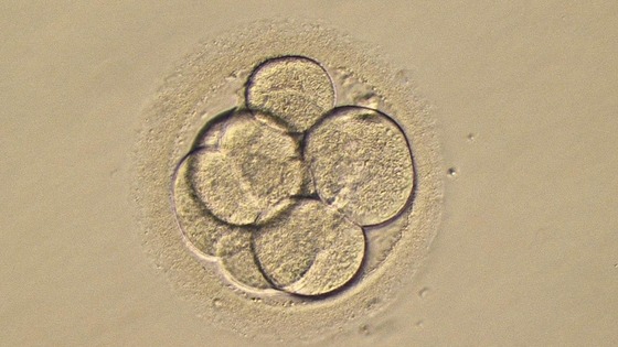 Chances of producing a successful live birth were increased by 56%