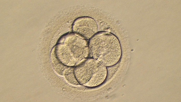 Chances of producing a successful live birth were increased by 56%