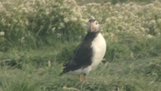 The puffin census started in 1939.