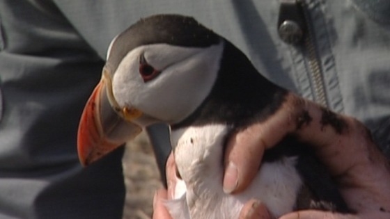 Farne Islands puffin.