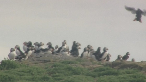 Puffins on the Farne Islands.