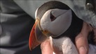 Farne Island puffins stand up to be counted