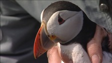 Farne Island puffins stand up to be counted