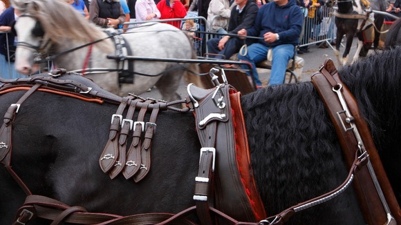 Horse shown to buyers