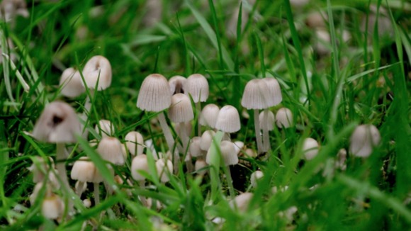Wild plants can be healthy but eating the wrong mushrooms could be dangerous.