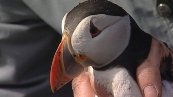 Farne Island puffins will be counted throughout the summer.