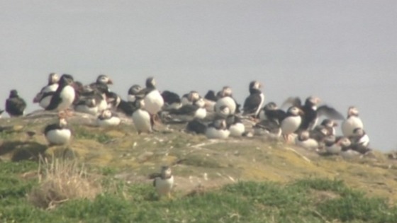 Rangers are counting puffins to find the exact numbers of breeding pairs.