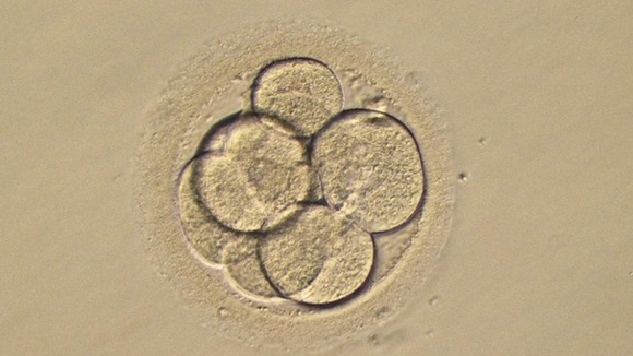 Chances of producing a successful live birth were increased by 56%