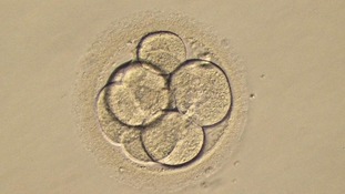 Chances of producing a successful live birth were increased by 56%