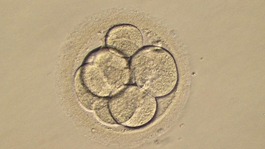 Chances of producing a successful live birth were increased by 56%