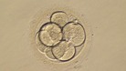 Chances of producing a successful live birth were increased by 56%
