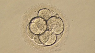 Chances of producing a successful live birth were increased by 56%