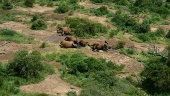 The corpses of dead elephants in Tsavo East Park
