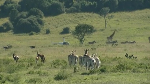 Wildlife in South Africa