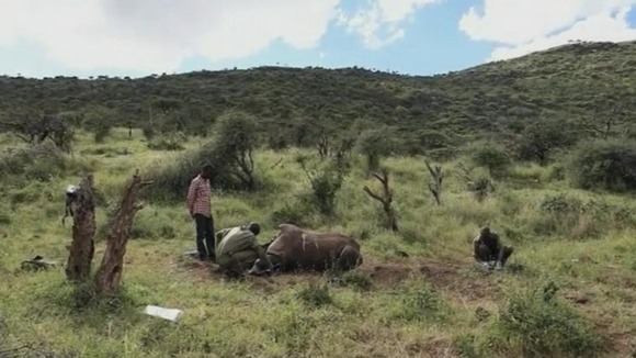 Park rangers inspect the dead corpse of a rhino