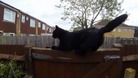 Norman the black cat
