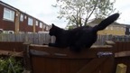 Norman the black cat