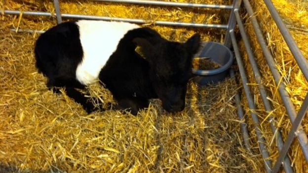 Calf