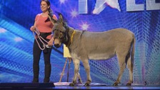 A donkey and raccoon vie for Pudsey's BGT crown