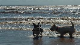 Jack Russell and West Highland White playing in the surf at Crosby