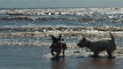 Jack Russell and West Highland White playing in the surf at Crosby