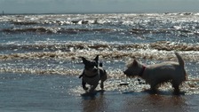 Jack Russell and West Highland White playing in the surf at Crosby