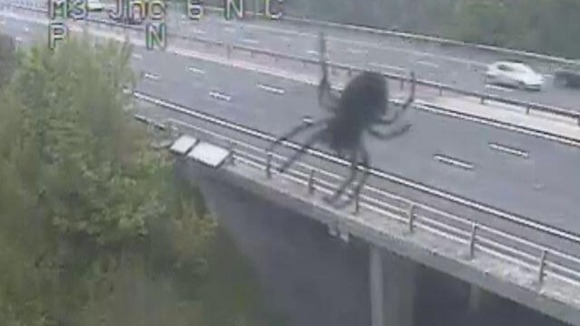 Spider attack