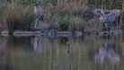 Rare cranes egg under 24 hour guard