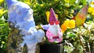 Chelsea Flower Show allows gnomes for the first time