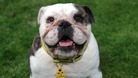 Before & after: the Bridgend bulldog who's had a facelift