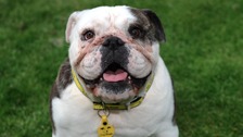 Before & after: the Bridgend bulldog who's had a facelift