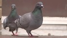 Fines for feeding the pigeons in the town centre