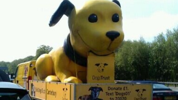 Giant dog