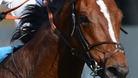 More Newmarket horses tested positive for doping