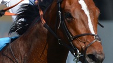 More Newmarket horses tested positive for doping