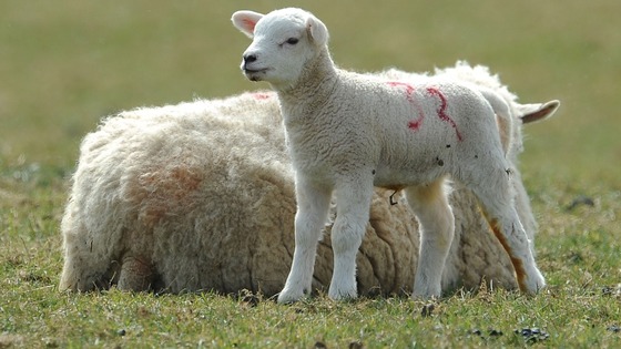 Schmallenberg Virus is an emerging livestock disease that has been detected across Northern Europe.
