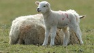 Schmallenberg virus: Farmer welcomes vaccine
