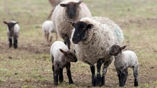 Vaccine authorised against Schmallenberg virus