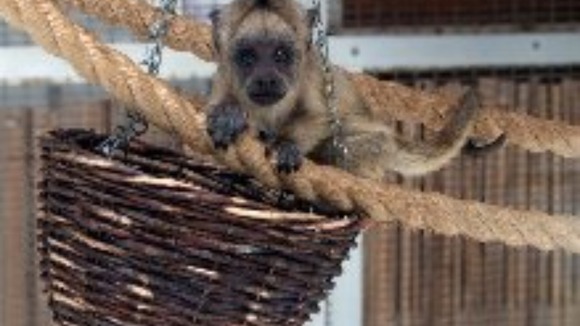 Monkey born at Twycross Zoo.