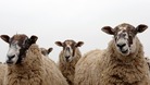 Schmallenberg vaccine hope