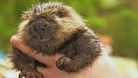 Baby 'Just-in Beaver' video