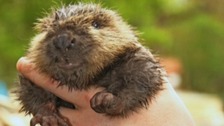 Baby 'Just-in Beaver' video