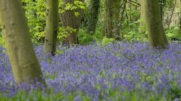 Bluebells in Wanstead Park, East London.