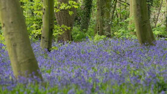 Bluebells in Wanstead Park, East London.